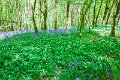 Bluebells and wild garlic in Rossmore Forest Park - May 2017 (18)
